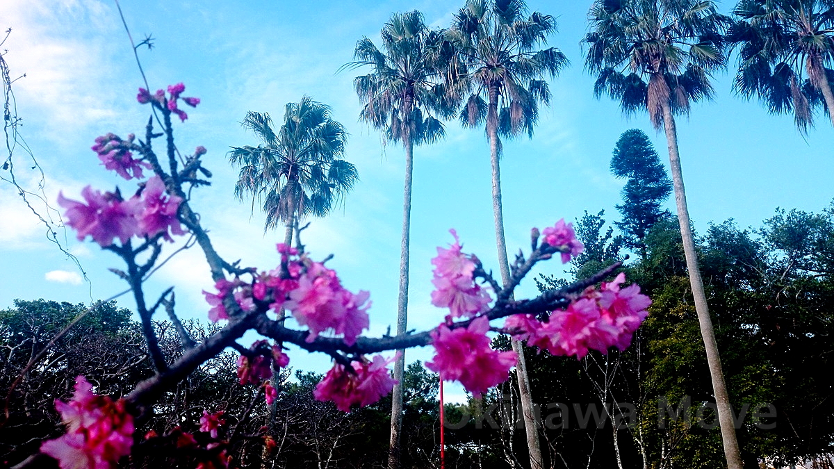 与儀公園の緋寒桜とヤシの木